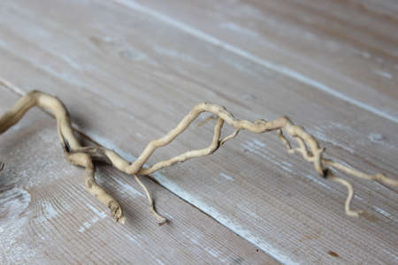 Dry branch on the background of boardsの写真素材