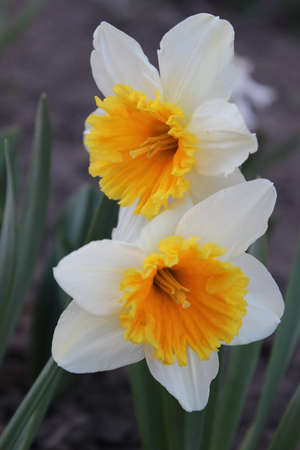 Big beautiful white daffodil flower. Early spring,の写真素材