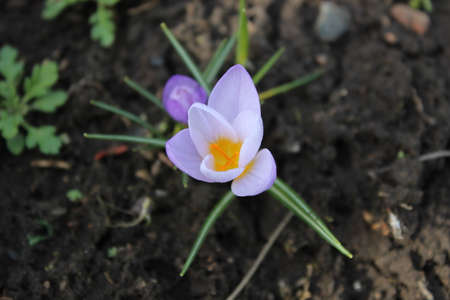 Small blue crocus flower on a background of soil. Early spring