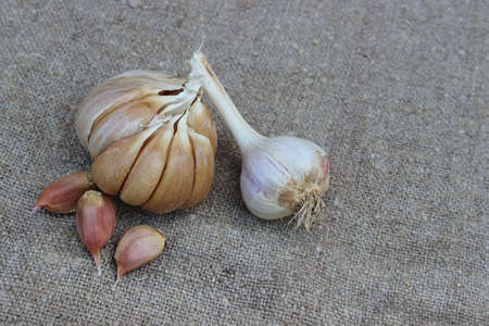 Garlic on a brown burlap background. Agriculture.