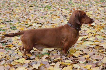 Brown dachshund stands in the autumn foliage.