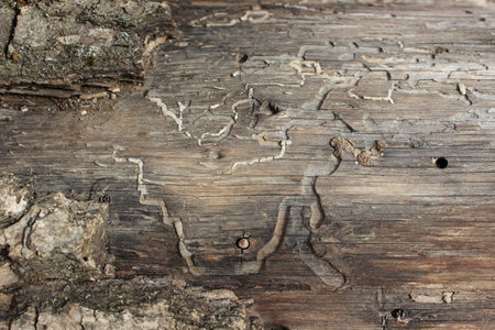 Background from planks spoiled by pests.Natural patternsの写真素材
