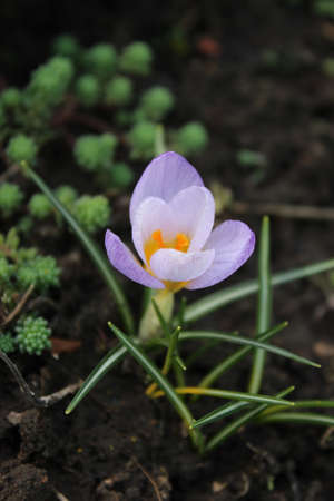 Small blue crocus flower. Early spring.