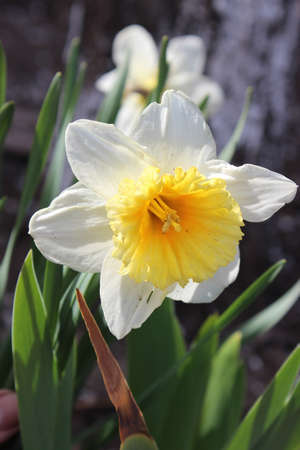 Big beautiful white daffodil flower. Early springの写真素材