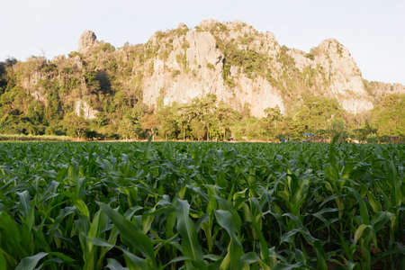Landscape of corn field in Thailandの写真素材