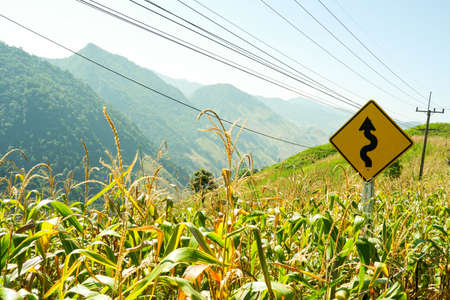 Landscape of corn field in Thailandの写真素材