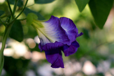 Butterfly pea flower in gardenの写真素材