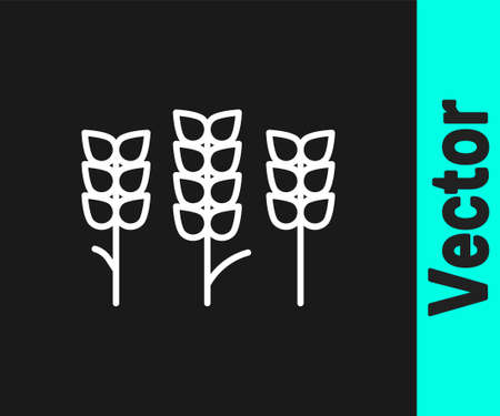 White line Cereals set with rice, wheat, corn, oats, rye, barley icon isolated on black background. Ears of wheat bread symbols. Vectorのイラスト素材