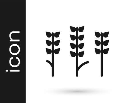 Black Cereals set with rice, wheat, corn, oats, rye, barley icon isolated on white background. Ears of wheat bread symbols. Vectorのイラスト素材