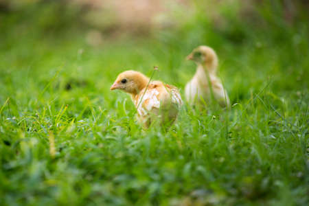a small yellow chick walks across the yardの写真素材