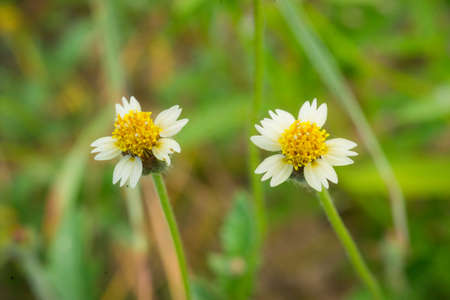 White cutter flowerの写真素材