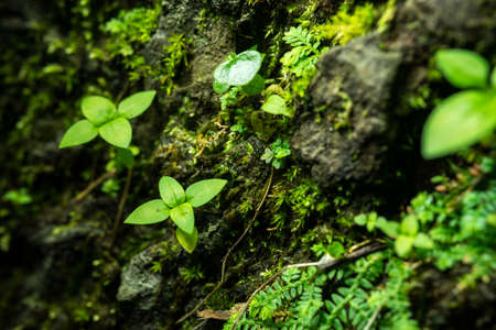 Little green leaves plant on big stoneの写真素材