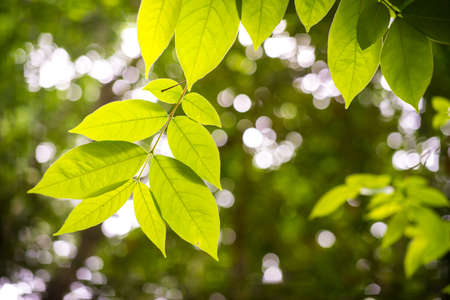 Leaves on a new day ready to grow in the future.の写真素材