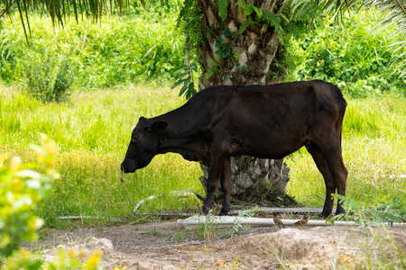Brown cow in the meadowの写真素材