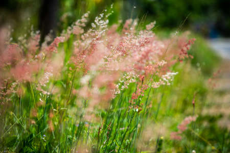 Flower grassの写真素材