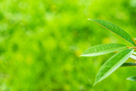 Green grass in the sunny day.