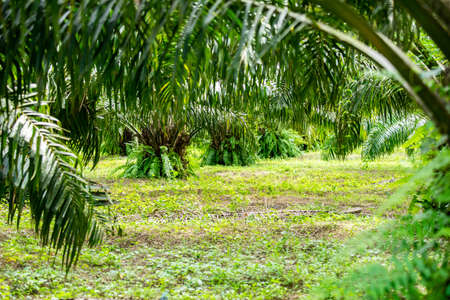 Palm Garden