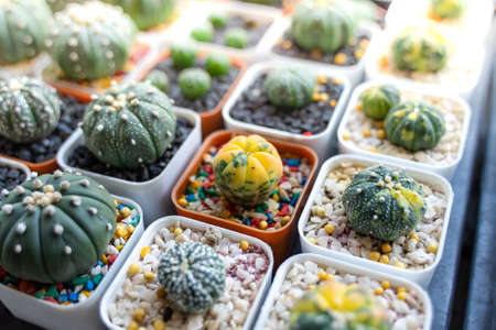 Many cactus trees in pots