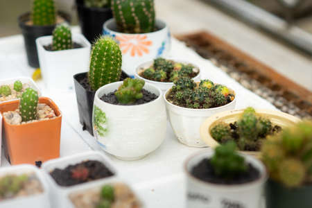 Cactus on a sunny day.の写真素材