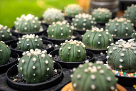 Cactus on a sunny day.の写真素材