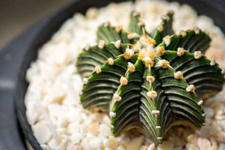 Cactus on a sunny day.の写真素材