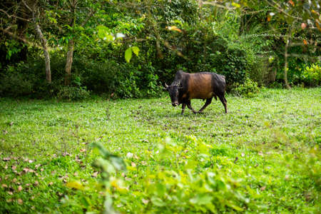 Cows are eating grass on the green field.の写真素材