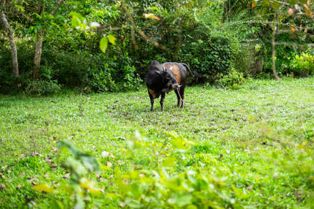 Cows are eating grass on the green field.の写真素材