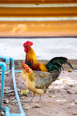 Asian chickens are walking for food.