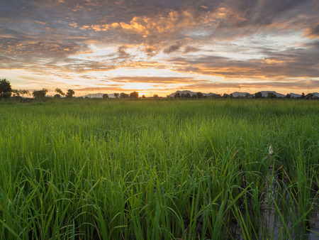 Fantastic wheat field at the sunset. Colorful sky. golden ears of wheat or rye on sky background with clouds, under the influence of sunlight. Rich harvest Concept. majestic rural landscapeの写真素材