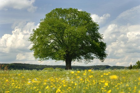 one single tree in springtime