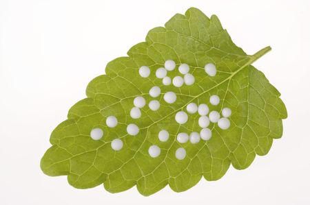 globule homeopathy alternative medicineの写真素材