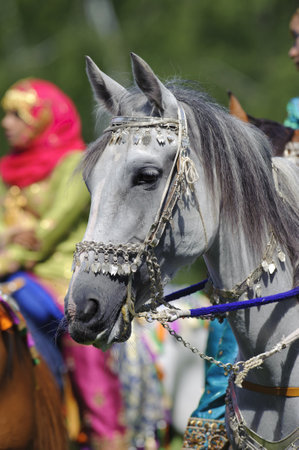MUNICH, GERMANY - JUNE 4:  portrait of arab horse with silver bridle of the arabian -Royal Cavalry of Oman- while a public show at international equestrian challenge -Pferd International 2011- at June 4, 2011 in Munich, Germanyのeditorial素材