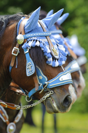 BAD KOETZTING, GERMANY - JUNE 13: 950 rider and horses took part at the biggest german annual and 599th religious horse procession -Pfingstritt- at June 13, 2011 in Bad Koetzting, Germanyのeditorial素材