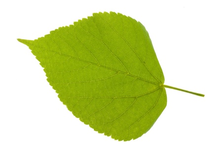  Green linden leaf isolated over whiteの写真素材