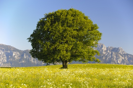 single beeche tree at bavarian alpsの写真素材