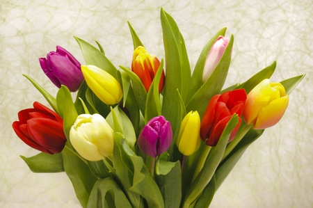 bunch of tulipsの写真素材