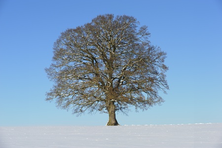 single tree at winterの写真素材