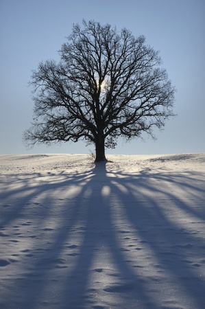 single oak tree in winterの写真素材