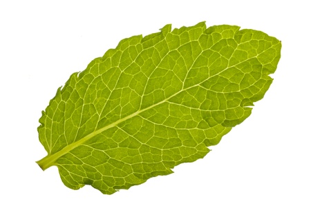 lemon balm isolated over white backgroundの写真素材