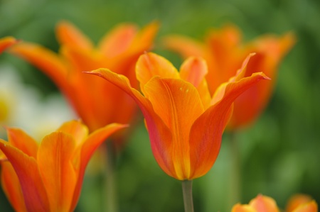 tulip flower in garden