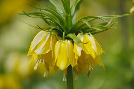 tulip flower in gardenの写真素材