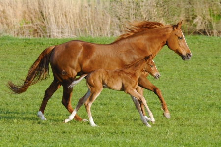 Mare horse in gallop with its foalの写真素材