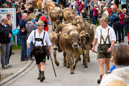 NESSELWANG, GERMANY - SEPTEMBER 16, 2015: The traditionally celebrated return of cattles with cowherds from mountain pasture to their cowshed in valley is an attraction for tourists and local peopleのeditorial素材