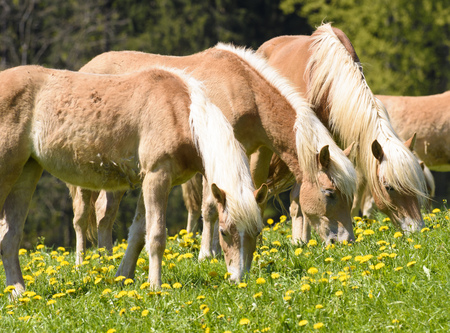 horse breed Haflinger in meadowの写真素材