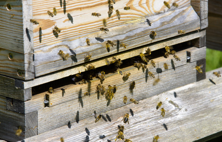 bees at beehive at spring in meadow