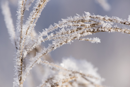 leaves with frost and ice at very cold winter dayの写真素材