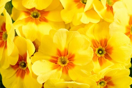 bunch of flowers as present for holidayの写真素材