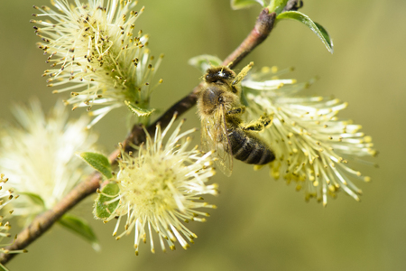 willow tree in bloom with beeの写真素材