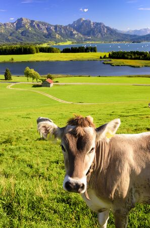 portrait of single cow in front of beautiful landscape of Bavaria with alps mountainsの写真素材