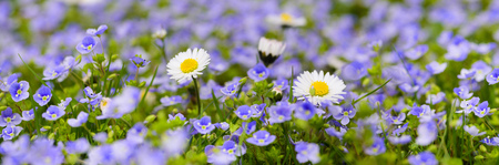 panoramic meadow with many flowers at springの写真素材